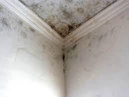 Trusted Haleiwa, HI Mold Removal Experts